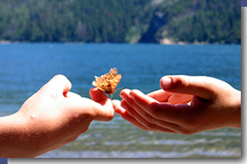 Butterfly at Waterton Lake